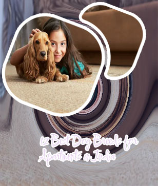 Play dogs in India
